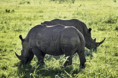 White Rhino (Ceratotherium simum)Hluhluwe National Park, Kwa-Zulu Natal, South Africa clipart