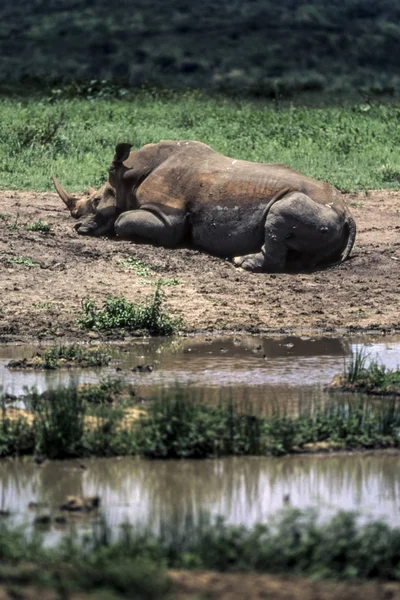 Rinoceronte Blanco Ceratotherium Simum Parque Nacional Hluhluwe Kwa Zulu Natal — Foto de Stock
