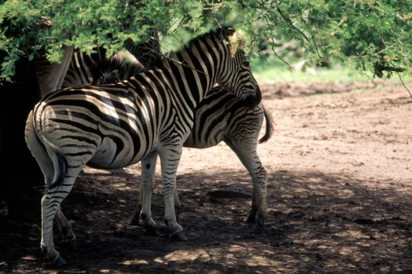 Planícies Zebra Equus Burchellii Parque Nacional Hluhluwe Kwa Zulu Natal — Fotografia de Stock