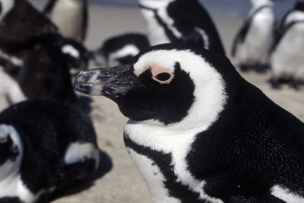 Jackass Penguin Spheniscus Demersus Simon Town Western Cape South Africa — стоковое фото