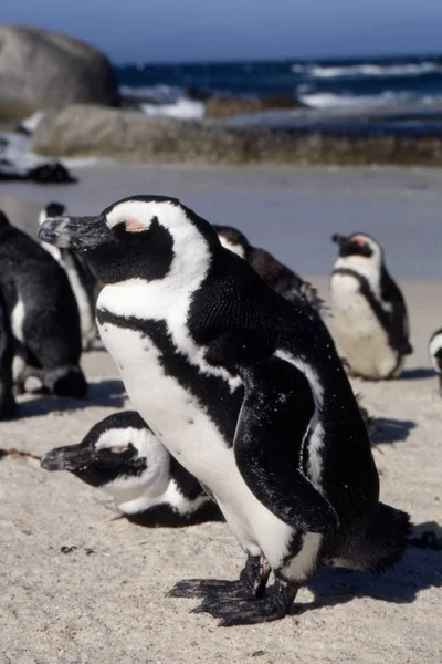 Jackass Penguin Spheniscus Demersus Simon Town Western Cape South Africa — стоковое фото