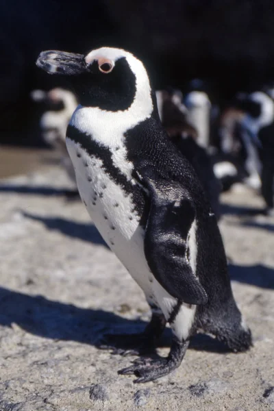 Jackass Penguin Spheniscus Demersus Simon Town Western Cape Sydafrika — Stockfoto