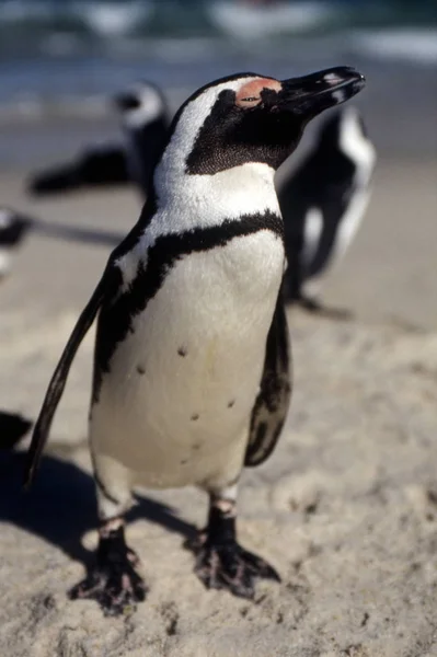 Jackass Penguin Spheniscus Demersus Simon Town Western Cape South Africa — стоковое фото