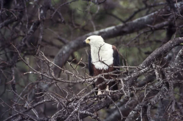 African Fish Eagle Haliaeetus Vocifer Kruger National Park Mpumalanga South — Stock Photo, Image