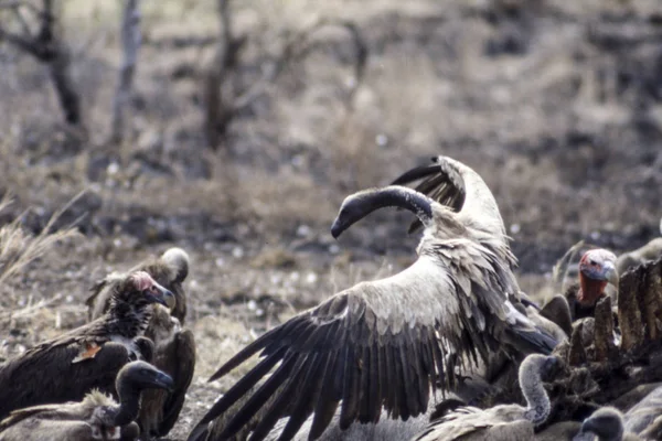 Cape Vulture Gyps Coprotheres Park Narodowy Krugera Mpumalanga Republika Południowej — Zdjęcie stockowe