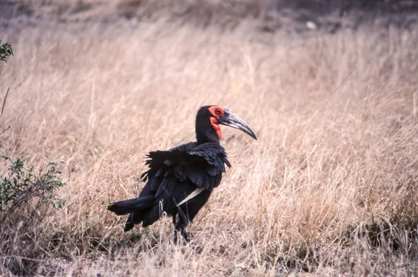 Grond Neushoornvogel Bucorvus Leadbeateri Kruger National Park Mpumalanga Zuid Afrika — Stockfoto