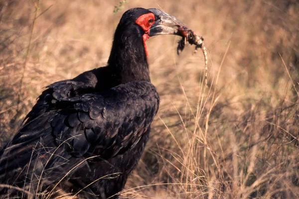 Grond neushoornvogel — Stockfoto