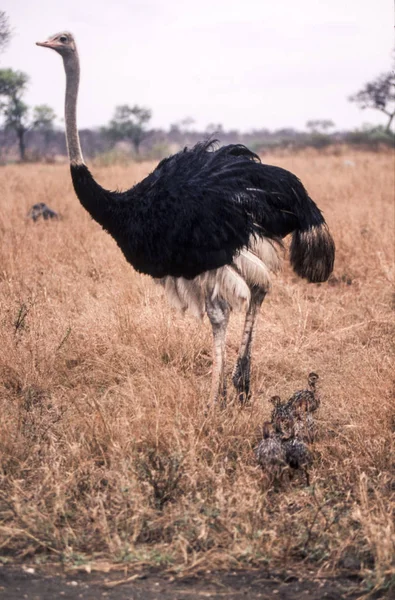 Struisvogel — Stockfoto