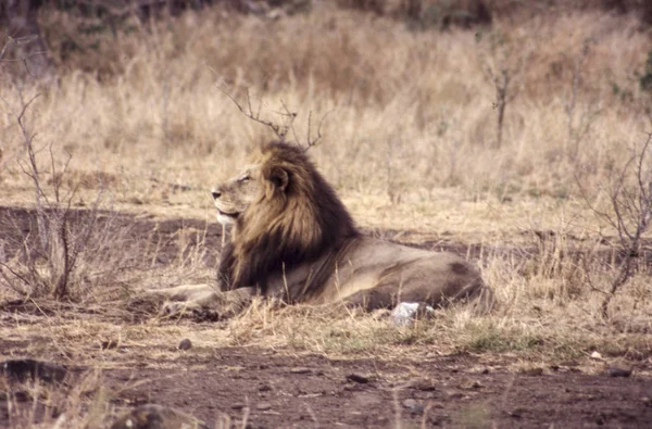 Aslan — Stok fotoğraf