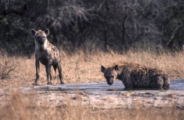 Benekli Hyeana (Crocuta crocuta), Kruger National Park, Mpumalanga, Güney Afrika