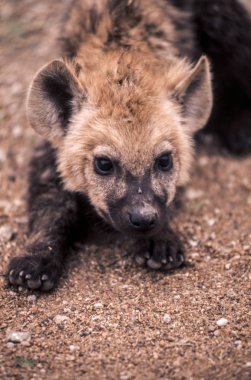 Benekli Hyeana (Crocuta crocuta), Kruger National Park, Mpumalanga, Güney Afrika