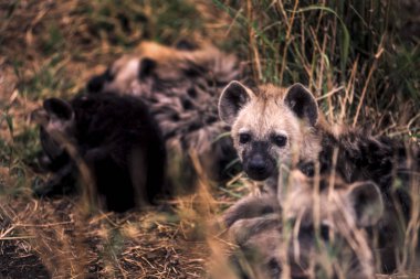 Benekli Hyeana (Crocuta crocuta), Kruger National Park, Mpumalanga, Güney Afrika