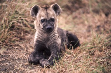 Benekli Hyeana (Crocuta crocuta), Kruger National Park, Mpumalanga, Güney Afrika