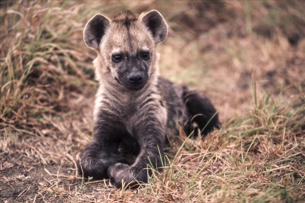 Benekli Hyeana (Crocuta crocuta), Kruger National Park, Mpumalanga, Güney Afrika
