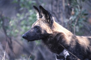 Vahşi köpek (Licaon pictus), Kruger National Park, Mpumalanga, Güney Afrika