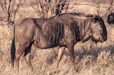 Mavi Wildebeest (Connochaetes taurinus), Kruger National Park, Mpumalanga, Güney Afric