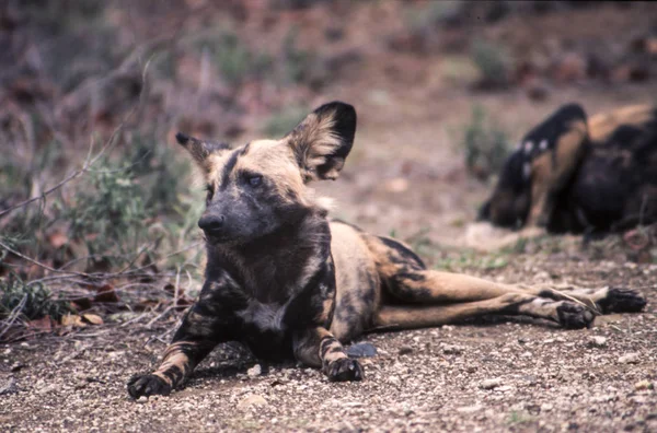 Wilder Hund Licaon Pictus Kruger Nationalpark Mpumalanga Südafrika — Stockfoto