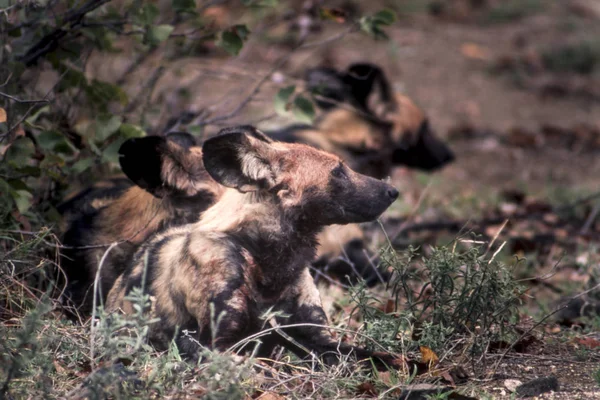 Wildhund — Stockfoto