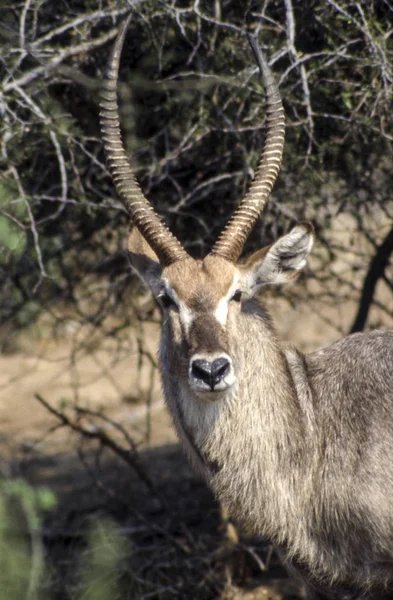 Waterbuck — 스톡 사진