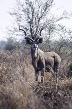 Kudu