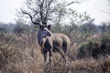 Kudu