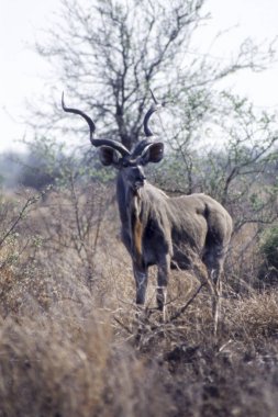 Kudu