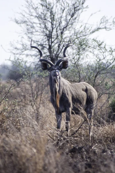 Kudu. — Fotografia de Stock