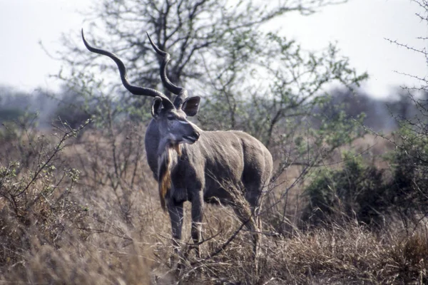 Kudu. — Fotografia de Stock