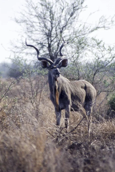 Kudu. — Fotografia de Stock