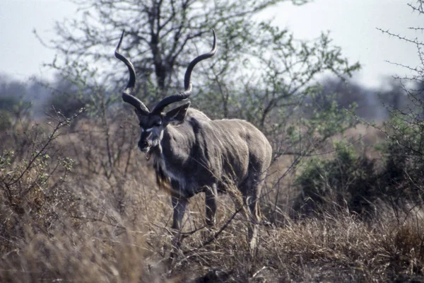 Greater kudu — Stockfoto