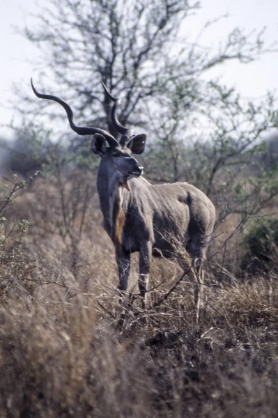 Kudu. — Fotografia de Stock