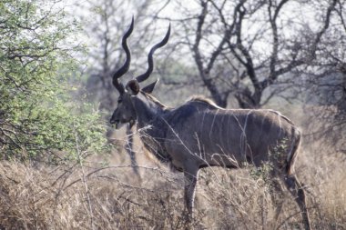 Kudu