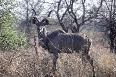 Kudu