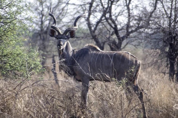 Kudu. — Fotografia de Stock