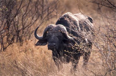 Buffalo (Syncerus caffer), Kruger National Park, Mpumalanga, Güney Afrika