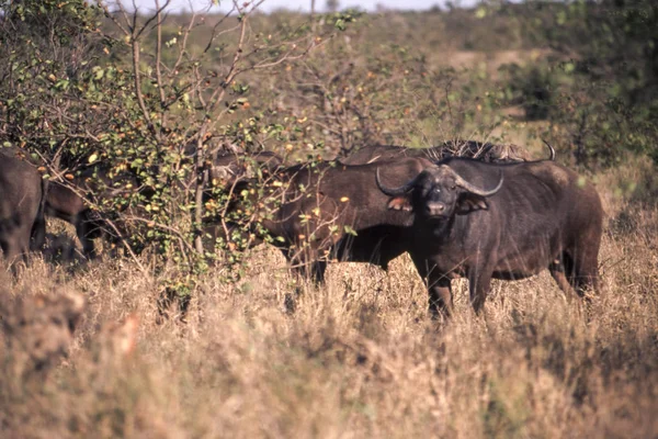 Buffalo Syncerus Caffer Kruger National Park Mpumalanga Afrique Sud — Photo