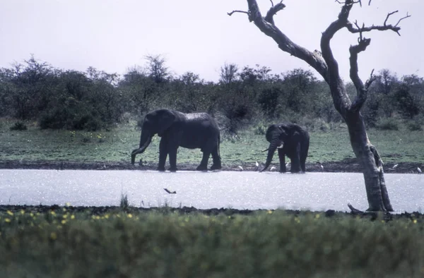 Elefante Loxodonta Africana Parque Nacional Kruger Mpumalanga África Sul — Fotografia de Stock