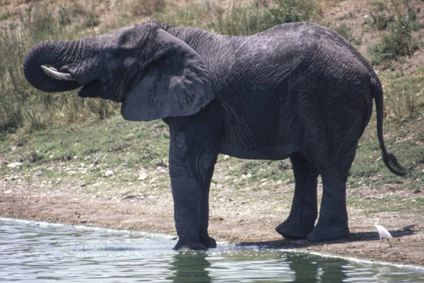 Elefante — Foto de Stock