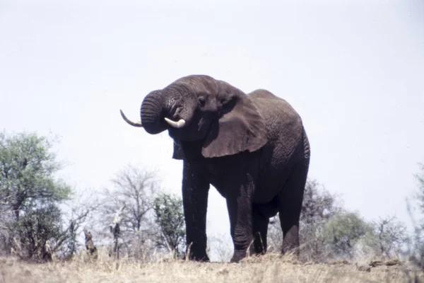 Elefante Loxodonta Africana Parque Nacional Kruger Mpumalanga Sudáfrica — Foto de Stock