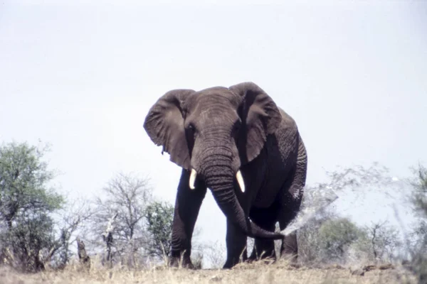 Slon Loxodonta Africana Národní Park Kruger Mpumalanga Jihoafrická Republika — Stock fotografie