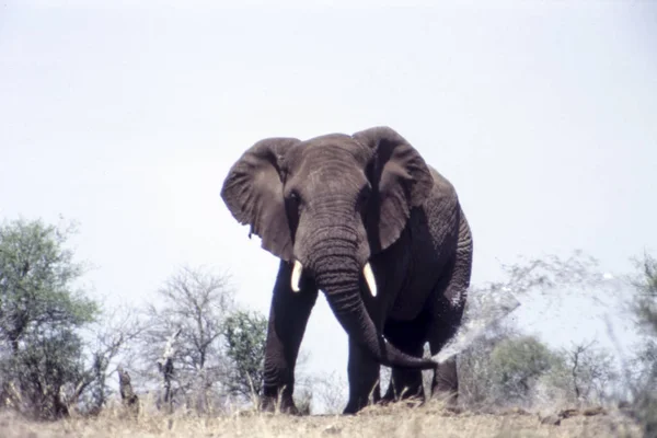 Fili Loxodonta Africana Kruger National Park Mpumalanga Güney Afrika — Stok fotoğraf