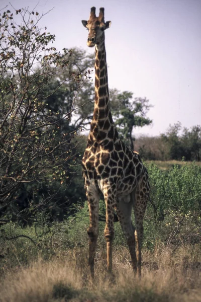 Giraffe — Stockfoto