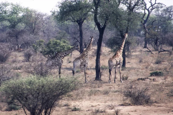 Giraffa 기린자리 Mpumalanga 공화국 — 스톡 사진