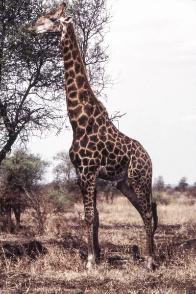 Jirafa Giraffa Camelopardalis Parque Nacional Kruger Mpumalanga Sudáfrica —  Fotos de Stock