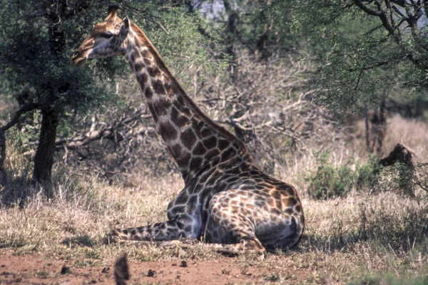 Girafa Giraffa Camelopardalis Parque Nacional Kruger Mpumalanga África Sul — Fotografia de Stock