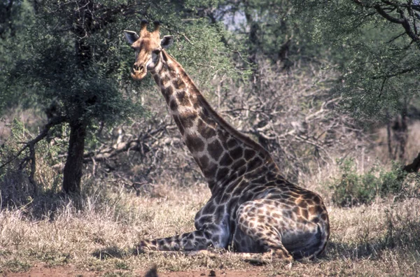 Жирафа Giraffa Жираф Національний Парк Крюгера Провінції Мпумаланга Пар — стокове фото