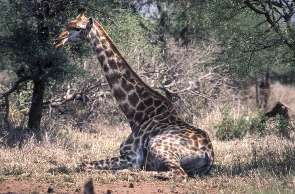 Jirafa Giraffa Camelopardalis Parque Nacional Kruger Mpumalanga Sudáfrica — Foto de Stock