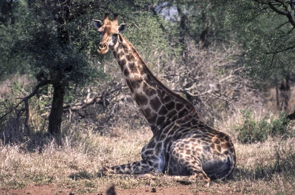 Giraffe Giraffa Camelopardalis Kruger Nationalpark Mpumalanga Südafrika — Stockfoto