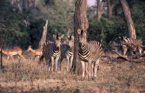 Zebra stepní — Stock fotografie