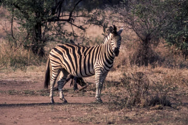 Slätterna zebra — Stockfoto